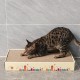 anipro Драскалка за котки, равна, кутия 3 бр, 50.5х23х7.5 см