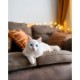 Asan Cat Pure постелка за късокосмести котки и котенца, 10 л Asan Cat Pure постелка за късокосмести котки и котенца, 10 л
