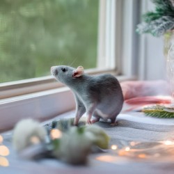 Asan Pet Aloe постелка за гризачи с алое, 42 л