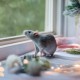 Asan Pet Aloe постелка за гризачи с алое, 10 л Asan Pet Aloe постелка за гризачи с алое, 10 л