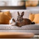 Asan Pet Silver постелка за гризачи антибактериална, 42 л