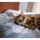Asan Cat Pure постелка за късокосмести котки и котенца, 42 л Asan Cat Pure постелка за късокосмести котки и котенца, 42 л